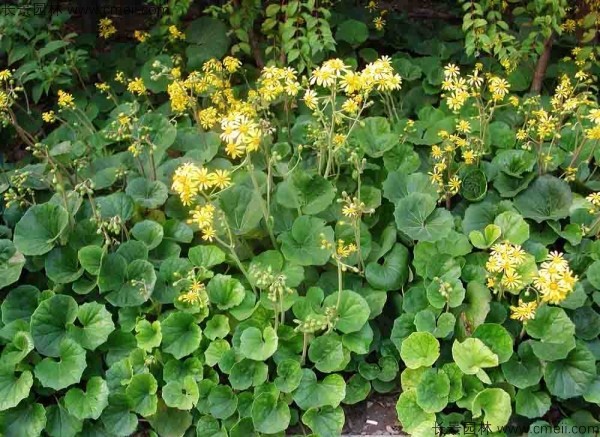 大吴风草花别名叫什么？
