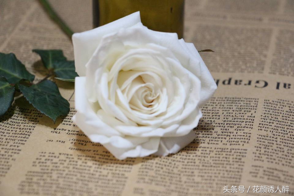 白玫不同于红玫的热情，独特的花语，深受害羞女孩子的喜爱 …