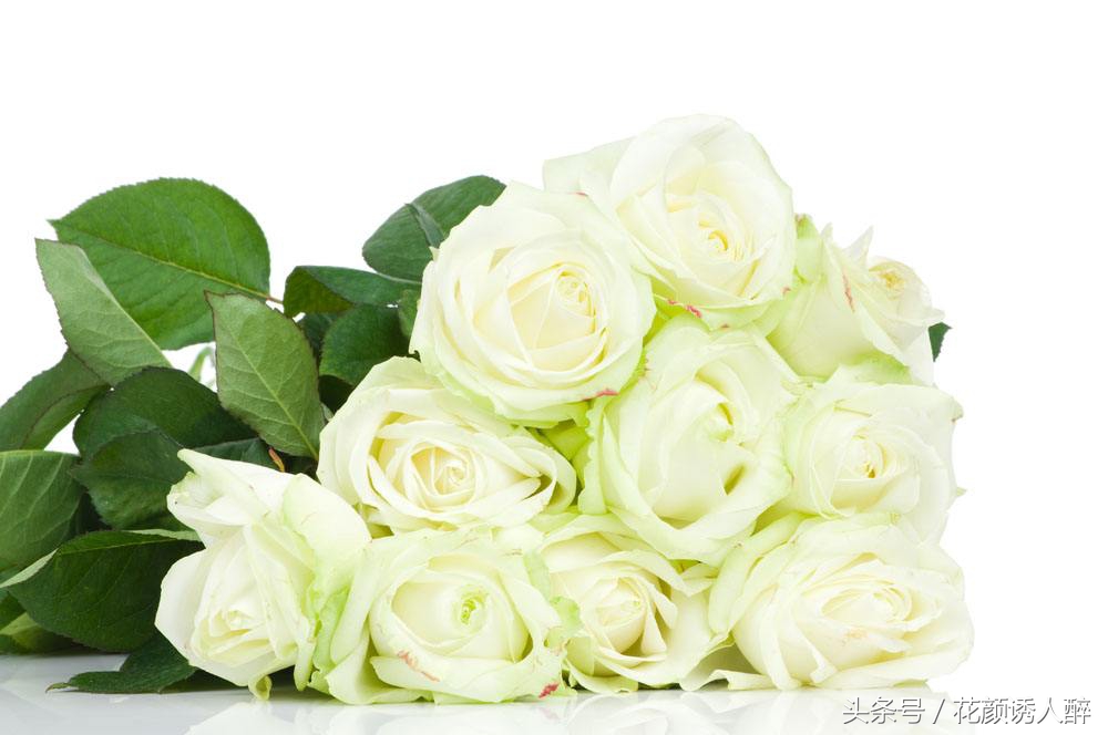 白玫不同于红玫的热情，独特的花语，深受害羞女孩子的喜爱 …