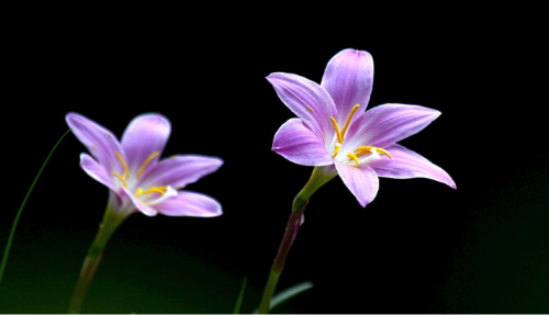 韭兰为什么又叫风雨花  韭兰的花语和寓意是什么