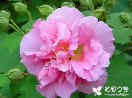100种花的花语，把花送给对的人！