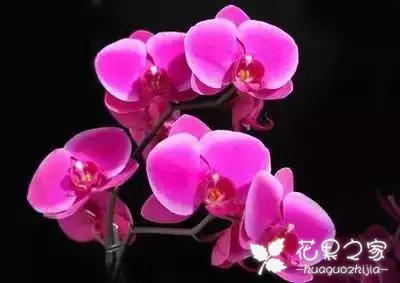 100种花的花语，把花送给对的人！