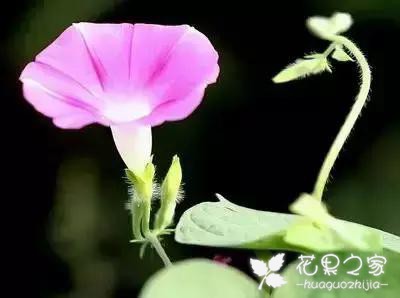100种花的花语，把花送给对的人！