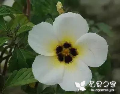 100种花的花语，把花送给对的人！