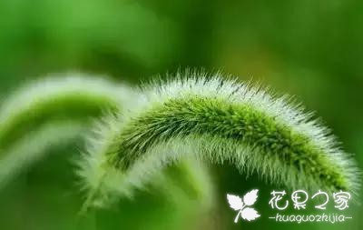 100种花的花语，把花送给对的人！