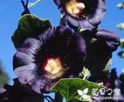 100种花的花语，把花送给对的人！