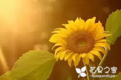 100种花的花语，把花送给对的人！