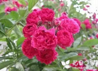 100种花的花语，把花送给对的人！