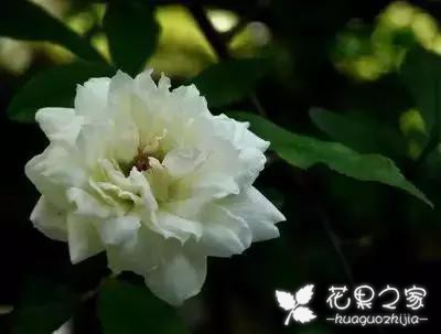 100种花的花语，把花送给对的人！