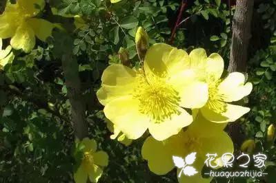 100种花的花语，把花送给对的人！