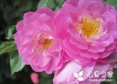 100种花的花语，把花送给对的人！