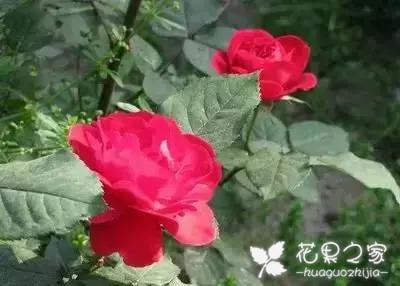 100种花的花语，把花送给对的人！