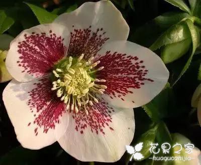 100种花的花语，把花送给对的人！