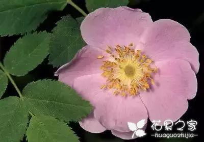 100种花的花语，把花送给对的人！