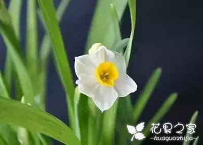 100种花的花语，把花送给对的人！