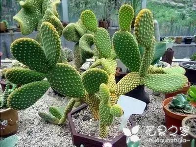 100种花的花语，把花送给对的人！