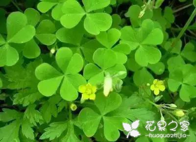 100种花的花语，把花送给对的人！