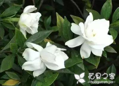 100种花的花语，把花送给对的人！