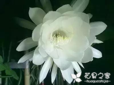 100种花的花语，把花送给对的人！