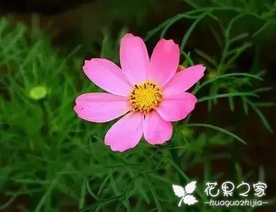 100种花的花语，把花送给对的人！