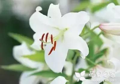100种花的花语，把花送给对的人！