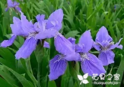 100种花的花语，把花送给对的人！