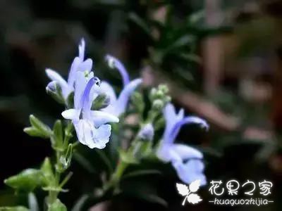 100种花的花语，把花送给对的人！