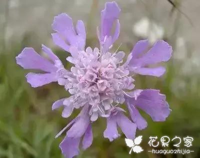 100种花的花语，把花送给对的人！