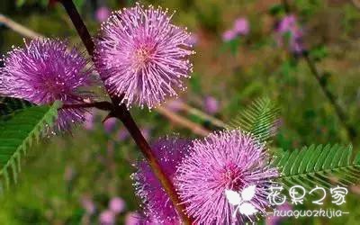 100种花的花语，把花送给对的人！