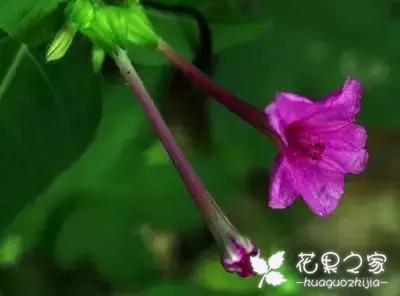100种花的花语，把花送给对的人！