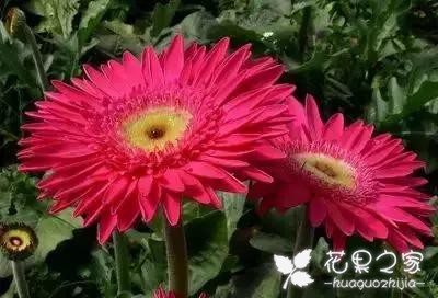 100种花的花语，把花送给对的人！