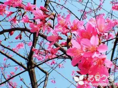 100种花的花语，把花送给对的人！