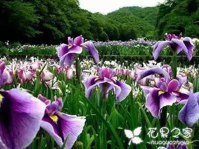 100种花的花语，把花送给对的人！