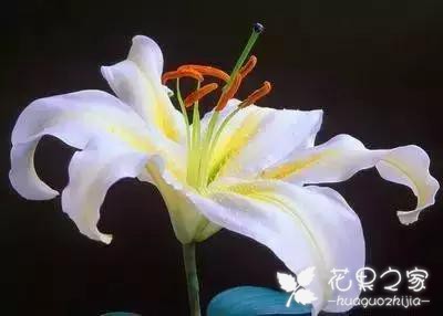 100种花的花语，把花送给对的人！