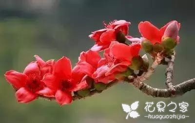 100种花的花语，把花送给对的人！