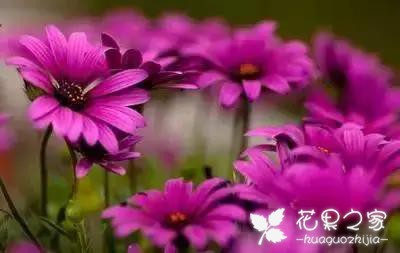 100种花的花语，把花送给对的人！