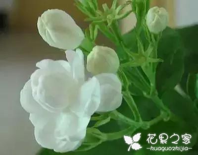 100种花的花语，把花送给对的人！