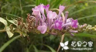 100种花的花语，把花送给对的人！