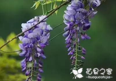 100种花的花语，把花送给对的人！