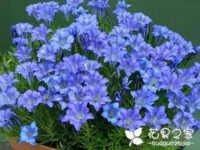 100种花的花语，把花送给对的人！
