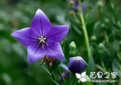 100种花的花语，把花送给对的人！