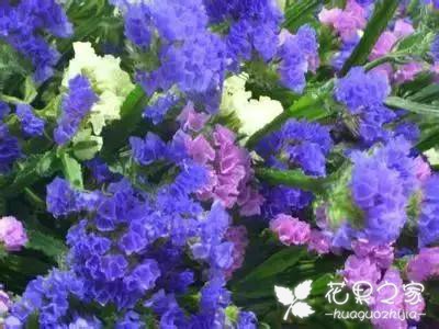 100种花的花语，把花送给对的人！