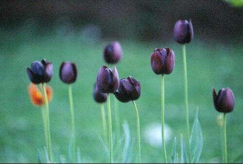 郁金香花语，红色郁金香花语