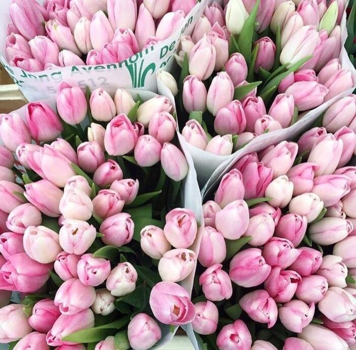 郁金香花语，红色郁金香花语