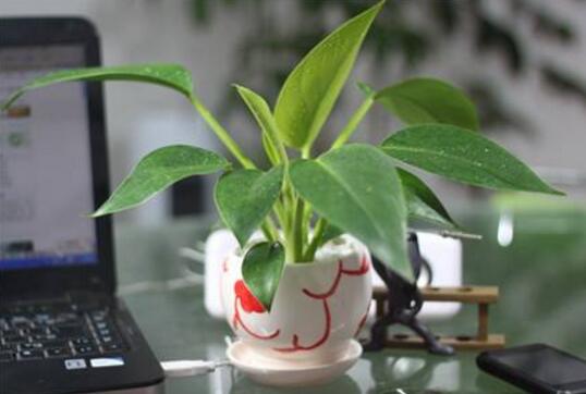 金钻花为何叫辟邪王，金钻的花语是什么/多子多福