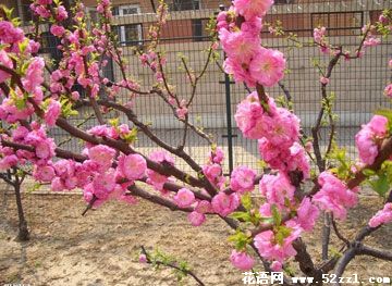 桃花的花语_花语大全