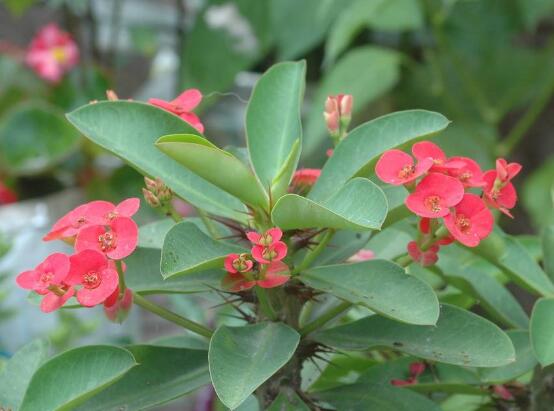 刺梅花花语是什么，刺梅花的传说/倔强而又坚贞