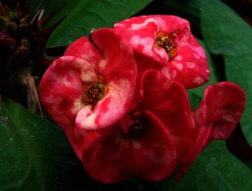 刺梅花花语是什么，刺梅花的传说/倔强而又坚贞