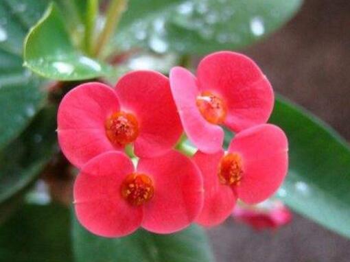 刺梅花花语是什么，刺梅花的传说/倔强而又坚贞