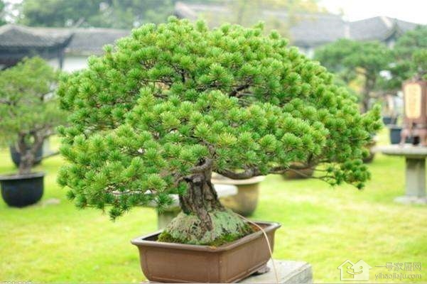 香柏树是怎样的   香柏树的用途及形态